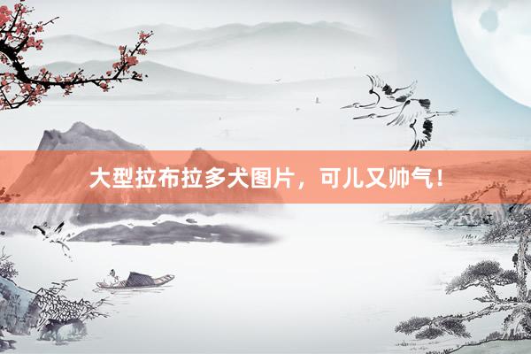 大型拉布拉多犬图片，可儿又帅气！